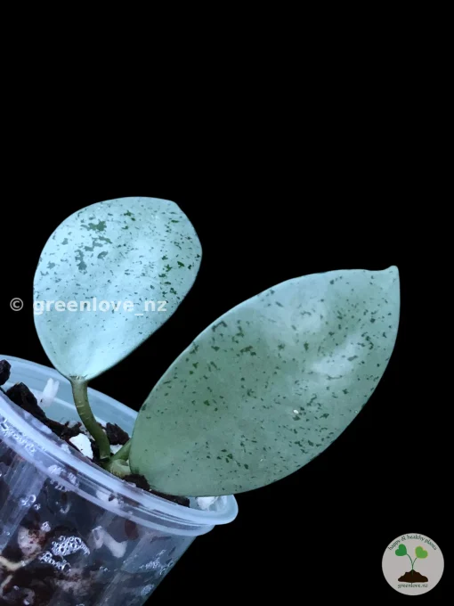 Hoya Lacunosa 'Mint Coin'