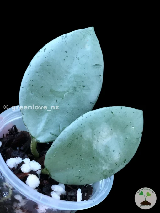 Hoya Lacunosa Mint Coin