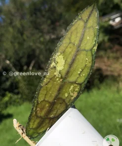 Hoya Clemensiorum Splash