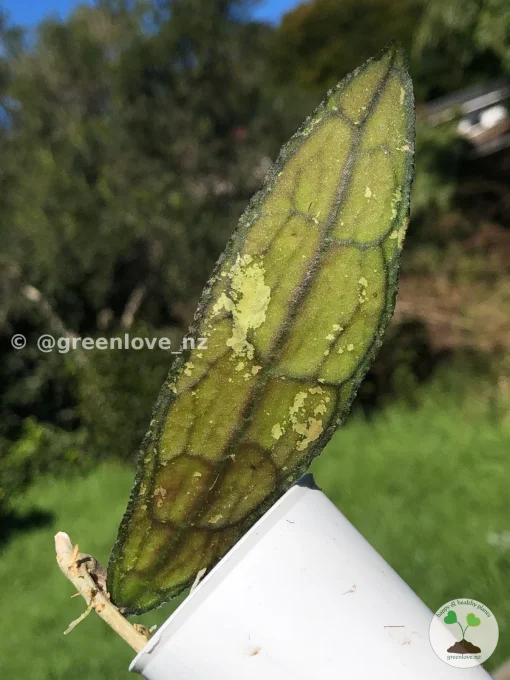 Hoya Clemensiorum Splash