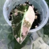 Alocasia Black Velvet Pink Variegated