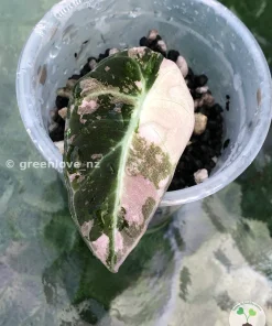 Alocasia Black Velvet Pink Variegated