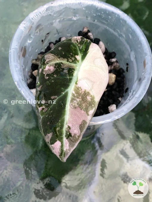 Alocasia Black Velvet Pink Variegated