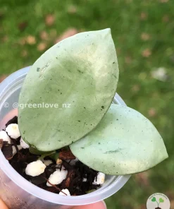 Rare Hoya Lacunosa 'Mint Coin'
