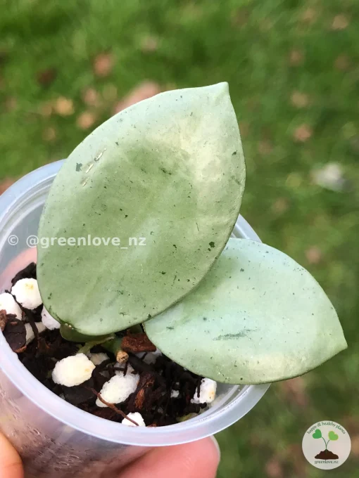 Rare Hoya Lacunosa 'Mint Coin'