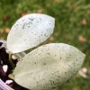 Rare Hoya Lacunosa 'Mint Coin'