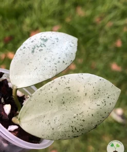 Rare Hoya Lacunosa 'Mint Coin'