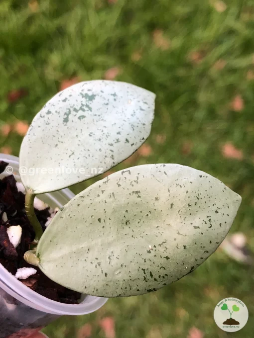 Rare Hoya Lacunosa 'Mint Coin'