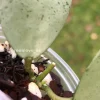 Rare Hoya Lacunosa 'Mint Coin'