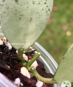 Rare Hoya Lacunosa 'Mint Coin'