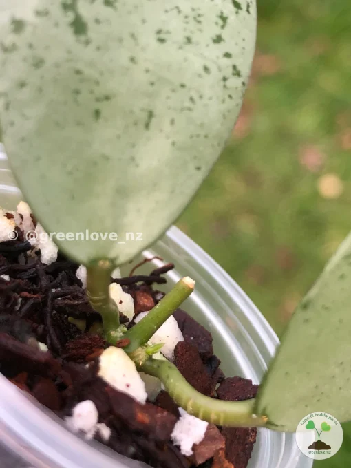 Rare Hoya Lacunosa 'Mint Coin'