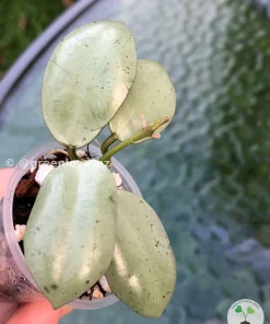 Rare Hoya Lacunosa 'Mint Coin'