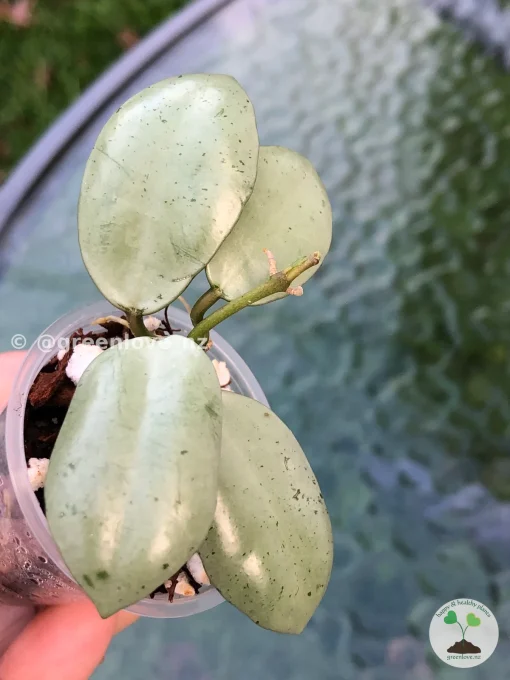 Rare Hoya Lacunosa 'Mint Coin'