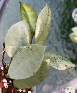 Rare Hoya Lacunosa 'Mint Coin'