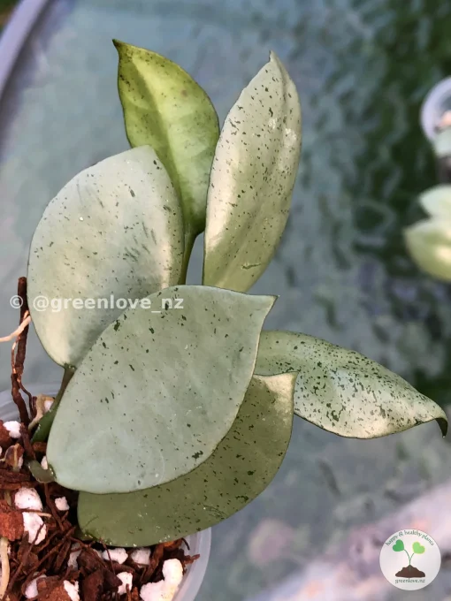 Rare Hoya Lacunosa 'Mint Coin'