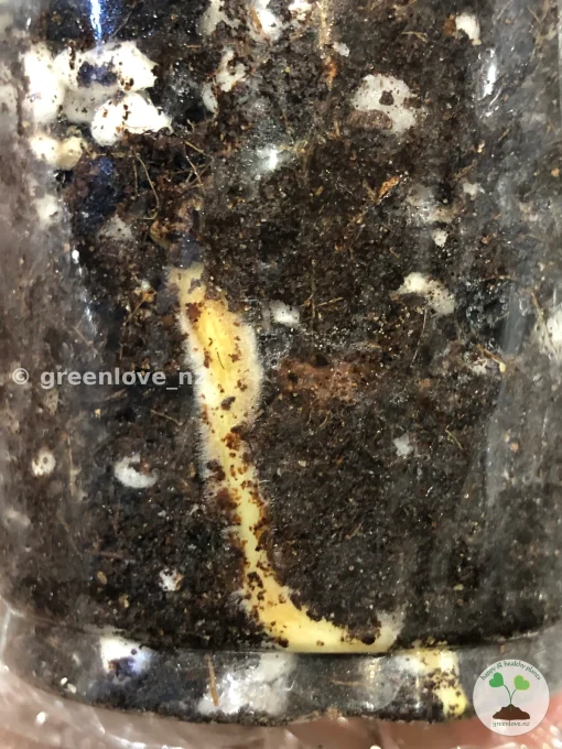 Non-TC Monstera Jungle Mint root system close-up