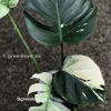 Highly Rare Variegated Monstera Jungle Mint (Non TC)