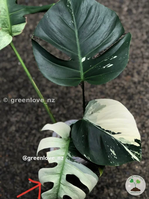 Highly Rare Variegated Monstera Jungle Mint (Non TC)