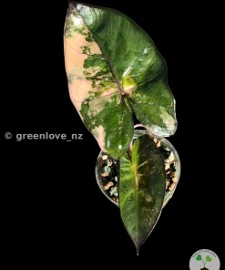Alocasia Yucatan Princess Pink Variegated