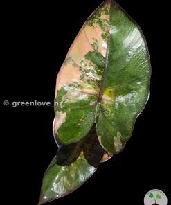 Alocasia Yucatan Princess Pink Variegated