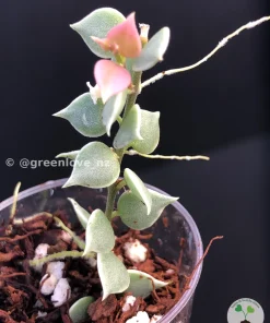 Dischidia Ruscifolia variegated