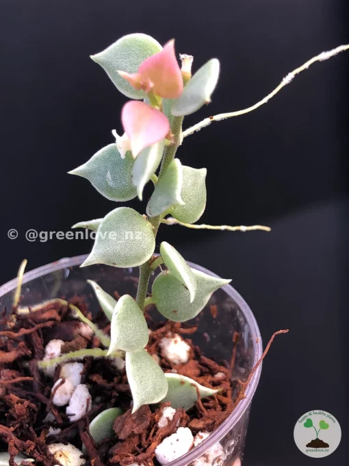 Dischidia Ruscifolia variegated