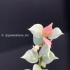 Pink variegated plant