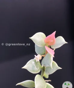 Pink variegated plant
