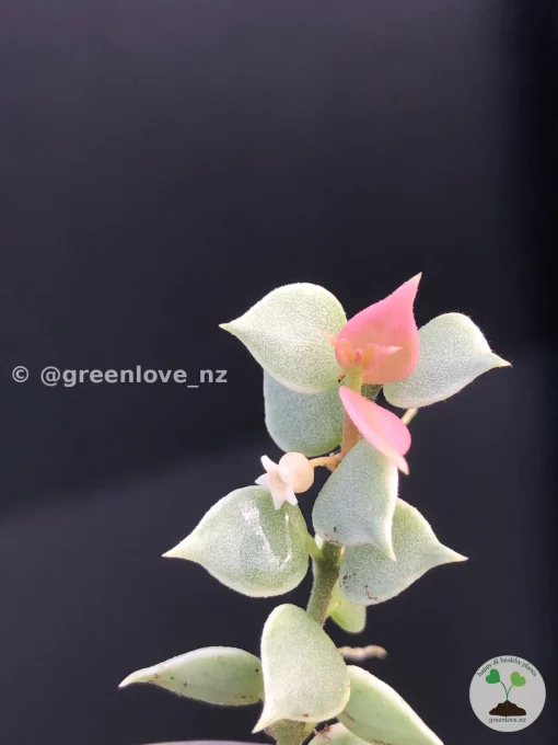 Pink variegated plant