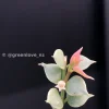 Tiny variegated plant