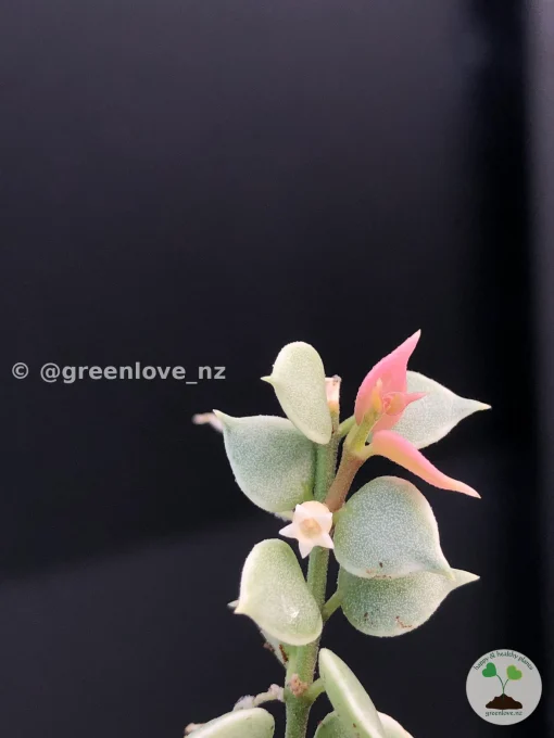 Tiny variegated plant