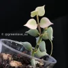 Dischidia Ruscifolia Variegated