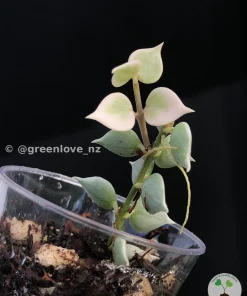 Dischidia Ruscifolia Variegated