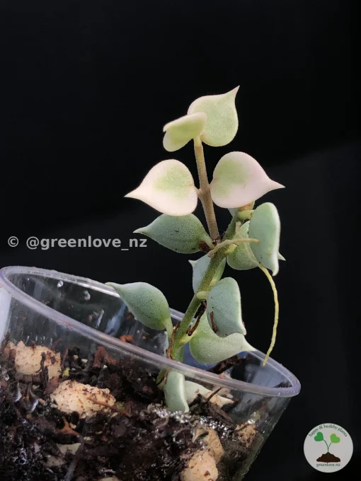 Dischidia Ruscifolia Variegated