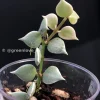 Dischidia Ruscifolia Variegated