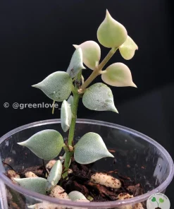 Dischidia Ruscifolia Variegated