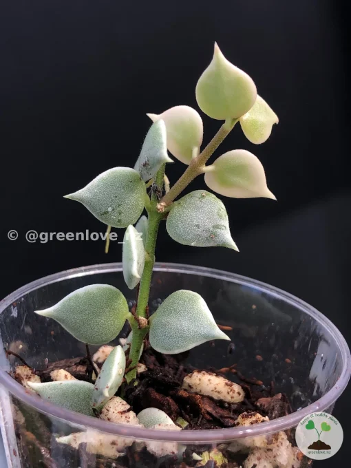 Dischidia Ruscifolia Variegated