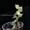 Dischidia Ruscifolia Variegated