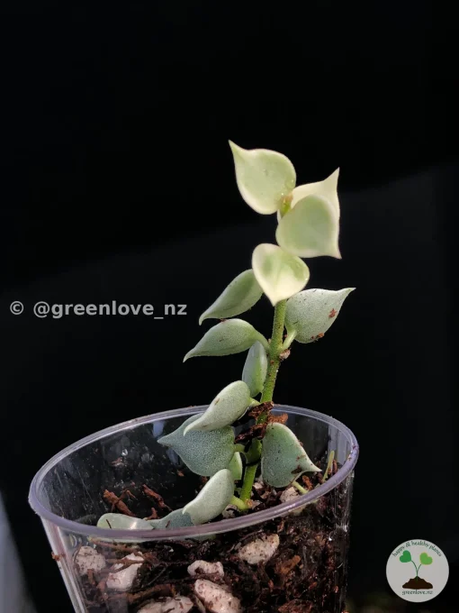 Dischidia Ruscifolia Variegated