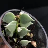 Dischidia Ruscifolia Variegated