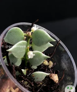 Dischidia Ruscifolia Variegated