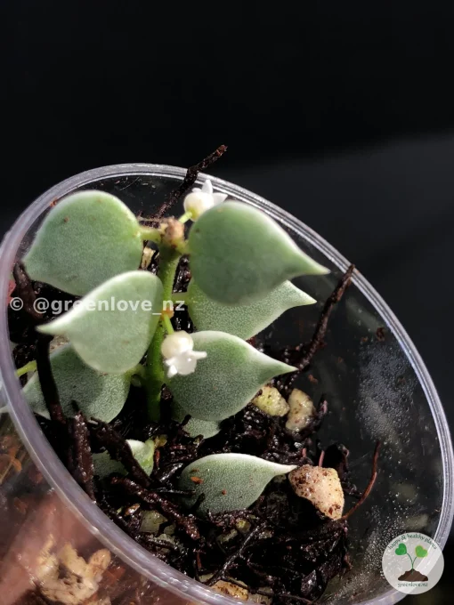 Dischidia Ruscifolia Variegated