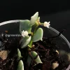 Dischidia Ruscifolia Variegated