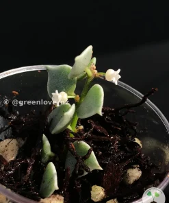 Dischidia Ruscifolia Variegated