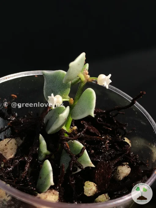 Dischidia Ruscifolia Variegated