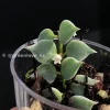 Dischidia Ruscifolia Variegated