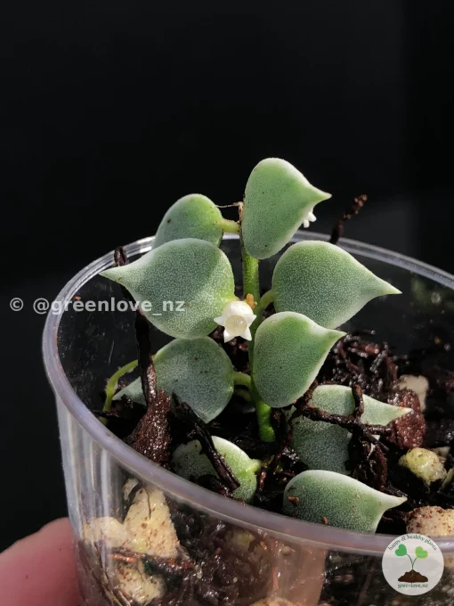 Dischidia Ruscifolia Variegated