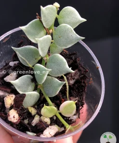 Dischidia Ruscifolia Variegated