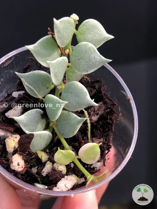 Dischidia Ruscifolia Variegated
