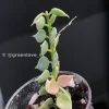 Dischidia Ruscifolia Variegated